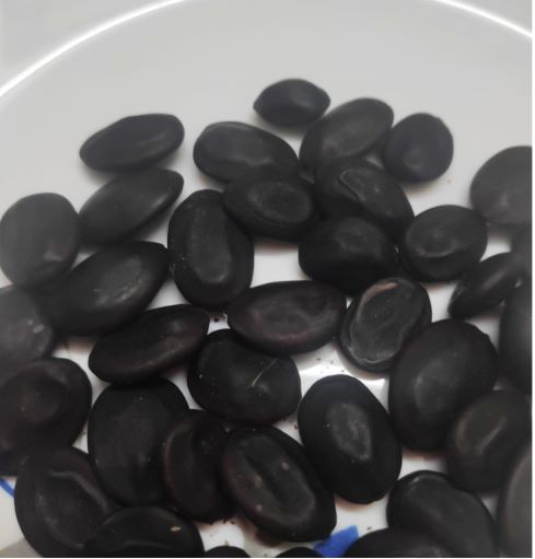 Yongchak seed 125g